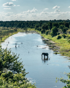 meno elephant in river 