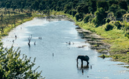 meno elephant in river 
