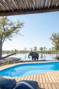 elephant and swimming pool 