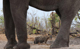 hyena and elephant 