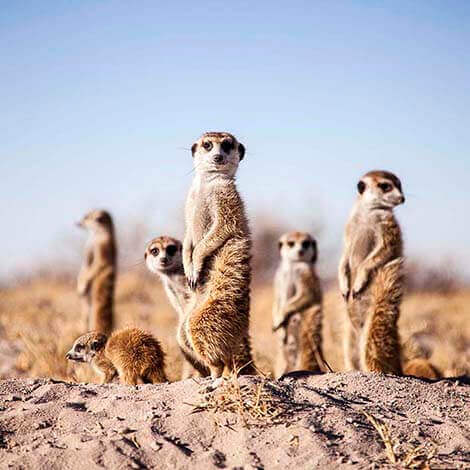 meerkat