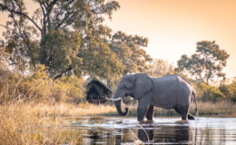 Elephant in the Okavango Delta at Duke's Camp