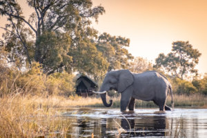 Elephant in the Okavango Delta at Duke's Camp