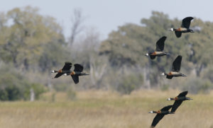 white-faced whistling duck 