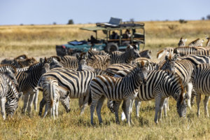 San Camp zebras