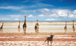 namibia safari camps