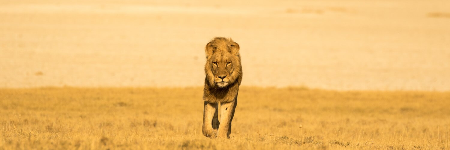 The Plight of the Kalahari Lions | Natural Selection