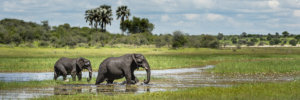 meno elephant water crossing 