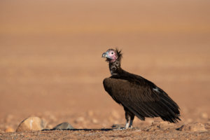 lappet faced vulture 