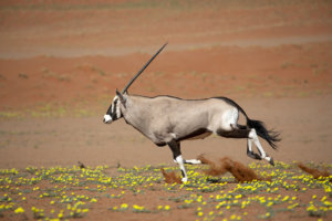 kwessi dunes oryx 