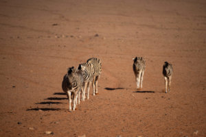 Kwessi Dunes Zebras