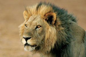 majestic male lion 
