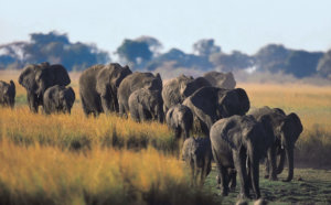 elephant herd in the okavango 