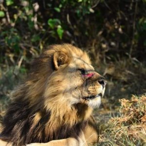 male lion khwai 