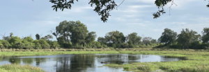 north island hippo lagoon 