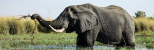 north island okavango elephant 