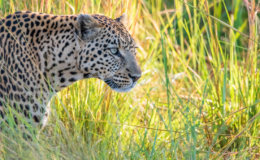 Leopard Moremi Game Reserve
