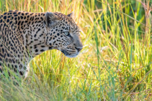 Leopard Moremi Game Reserve