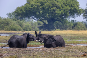 elephants at tawana Moremi Game Reserve