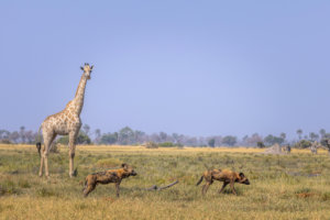 giraffe and wild dogs 