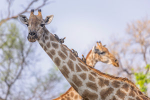 giraffes crossing necks 