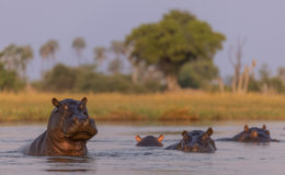 hippos swimming in the Okavango Moremi Game Reserve