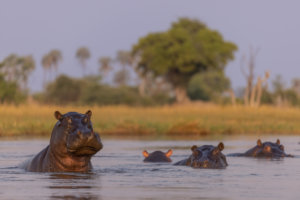hippos swimming in the Okavango Moremi Game Reserve