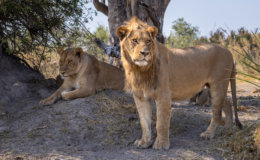 Tawana Moremi Game Reserve Lions