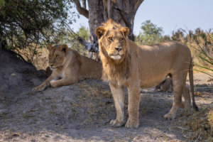 Tawana Moremi Game Reserve Lions