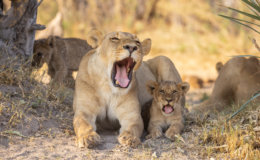 Tawana Moremi Game Reserve Mother Lion and Cub