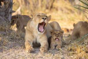 Tawana Moremi Game Reserve Mother Lion and Cub
