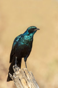 Starling at Tawana Moremi Game Reserve
