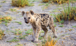 Tawana Moremi Game Reserve Hyena