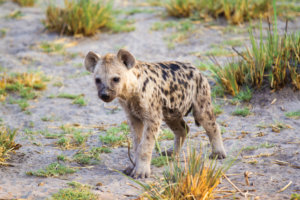 Tawana Moremi Game Reserve Hyena