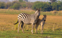 Tawana Moremi Game Reserve Zebra