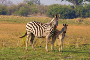 Tawana Moremi Game Reserve Zebra