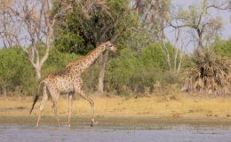 giraffe in the okavango Tawana Moremi Game Reserve