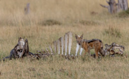 jackals scavenging a kill at Tawana Moremi Game Reserve