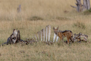 jackals scavenging a kill at Tawana Moremi Game Reserve