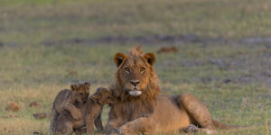 Male lion with cubs