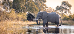 Elephant at Duke's Camp Okavango Delta