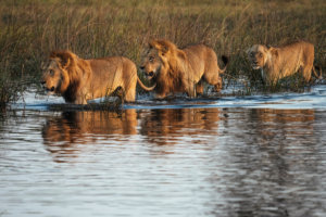 lions in the water Okavango delta 