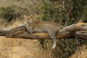 Leopard laying on a branch Botswana safari 