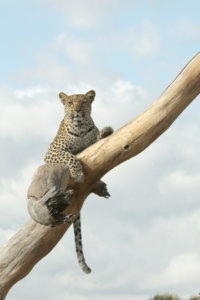 Leopard on a limb botswana 