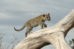Leopard on a dead tree Botswana 