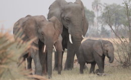 elephant family Moremi Game Reserve