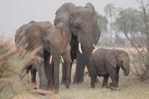 elephant family Moremi Game Reserve