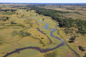 Tawana at Moremi Game Reserve Landscape