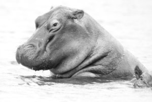 Black and white hippo Botswana 