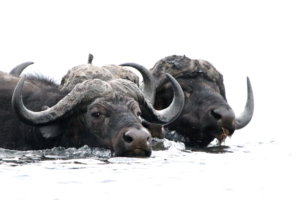 Cape Buffalo swimming Botswana 